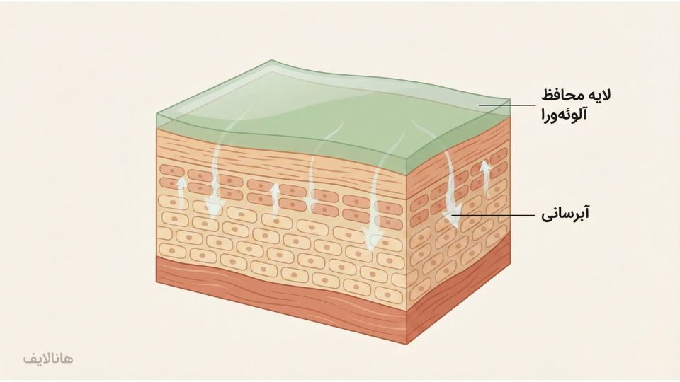 اینفوگرافیک علمی نشان‌دهنده لایه‌های پوست و عملکرد ژل آلوئه‌ورا به عنوان یک لایه محافظ (فیلم‌فرمر) و آبرسان روی سطح اپیدرم.