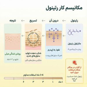 مکانیسم عمل رتینول: چهار مرحله از نفوذ مولکول تا شتاب‌دهی دوران سلولی و جایگزینی سلول‌های رنگین‌رنگ در ۳-۶ ماه