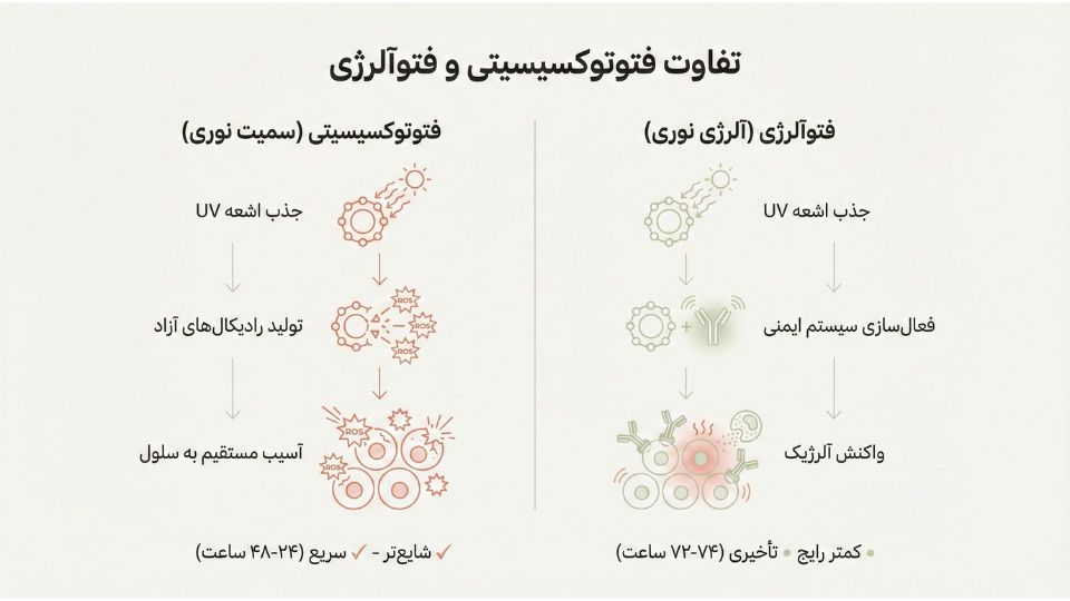 اینفوگرافیک مقایسه مکانیسم فتوتوکسیسیتی و فتوآلرژی در واکنش‌های نوری پوست 
