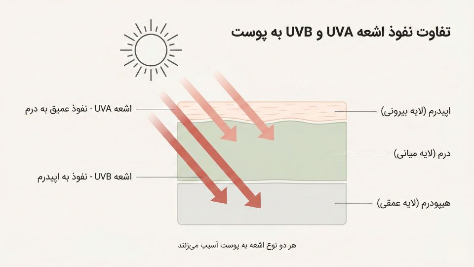 اینفوگرافیک نفوذ اشعه UVA و UVB به لایههای مختلف پوست شامل اپیدرم و درم