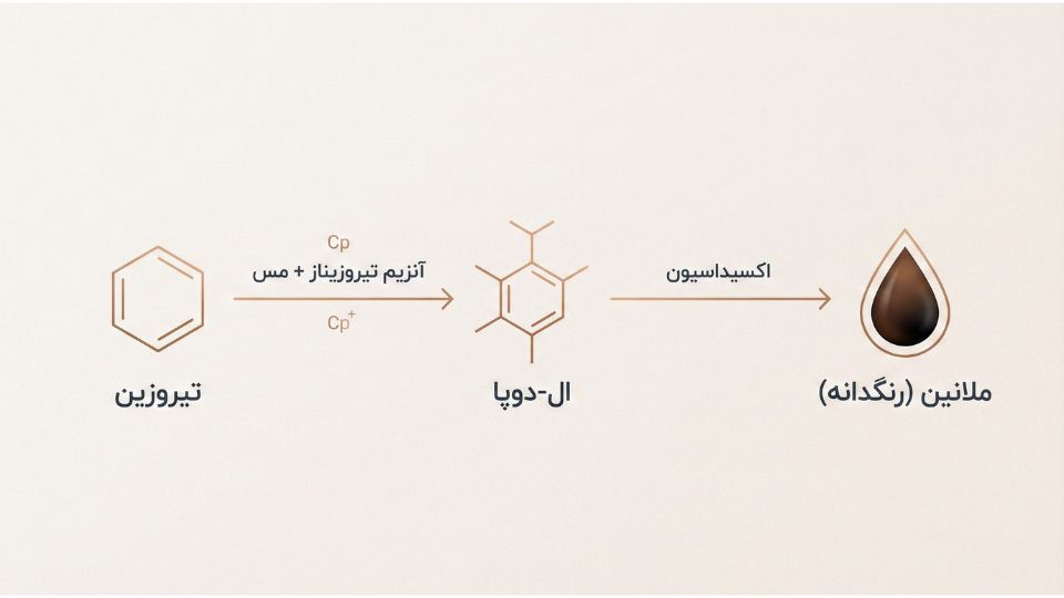 اینفوگرافیک مراحل تولید ملانین توسط آنزیم تیروزیناز: تبدیل تیروزین به ال-دوپا و سپس رنگدانه ملانین. 
