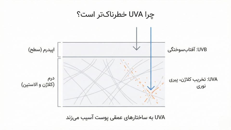 تصویر آموزشی نفوذ اشعه UVA تا درم و نفوذ سطحی UVB در اپیدرم برای توضیح تفاوت UVA و UVB