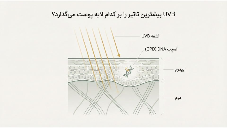 اینفوگرافیک مقایسه اشعه UVA و UVB از نظر اثر روی پوست، عمق نفوذ و عبور از شیشه