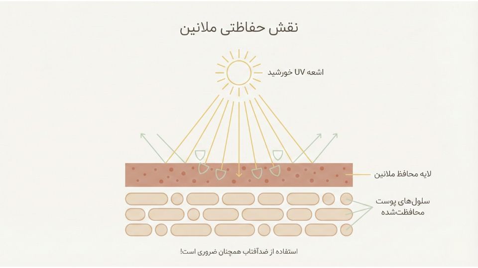 نمودار آموزشی نقش حفاظتی ملانین در جذب و مهار اشعه ماوراءبنفش خورشید