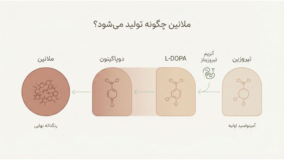 اینفوگرافیک مسیر تولید ملانین از تیروزین به ملانین نهایی در چهار مرحله بیوشیمیایی