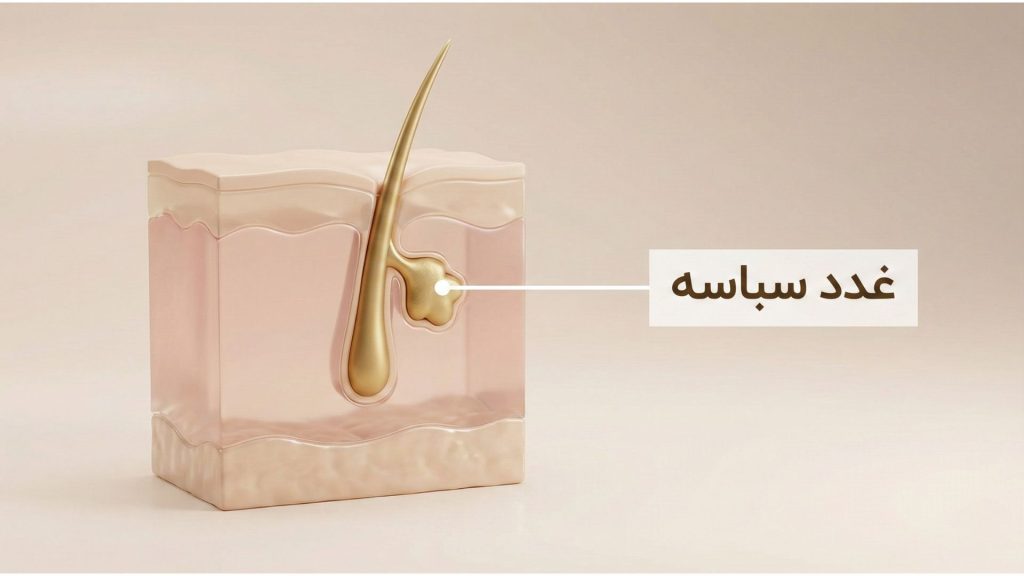 آناتومی لایه‌های پوست و محل قرارگیری غدد سباسه (تولیدکننده چربی) متصل به فولیکول مو.