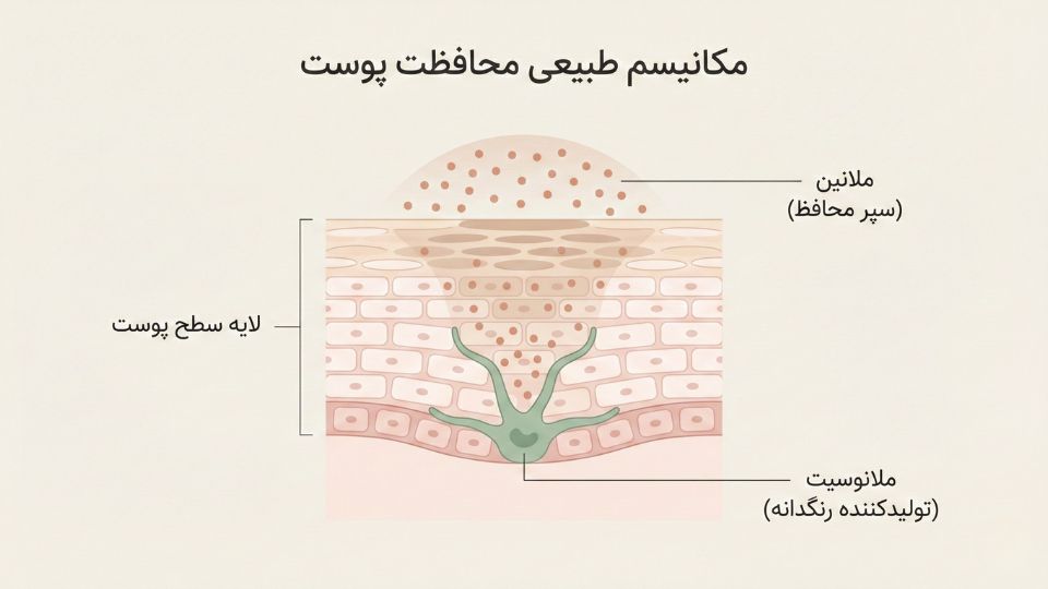 تصویر آناتومی لایه‌های پوست و سلول ملانوسیت تولیدکننده رنگدانه ملانین با برچسب‌های فارسی