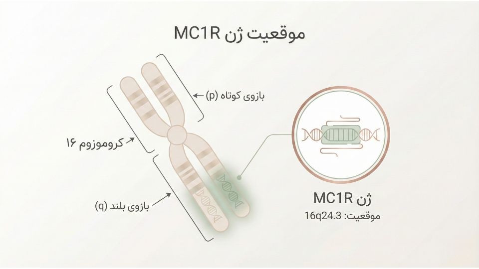 نمودار آموزشی موقعیت ژن MC1R روی کروموزوم شماره ۱۶ انسان در ناحیه 16q24.3