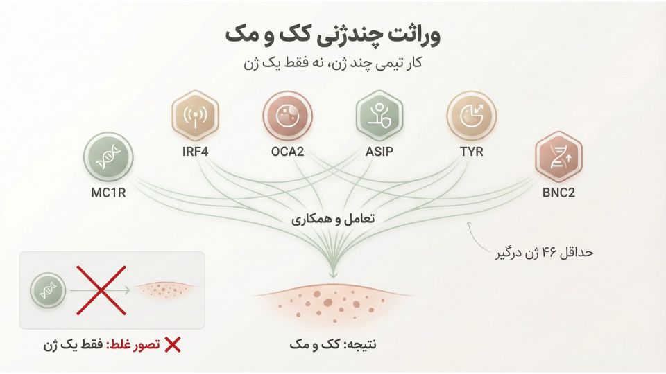 نمودار مفهومی وراثت چندژنی کک و مک نشاندهنده تعامل حداقل ۴۶ ژن از جمله MC1R، IRF4، OCA2 و ASIP