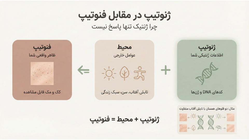 اینفوگرافیک آموزشی تفاوت ژنوتیپ و فنوتیپ نشاندهنده فرمول ژنوتیپ بهعلاوه محیط برابر با فنوتیپ در کک و مک