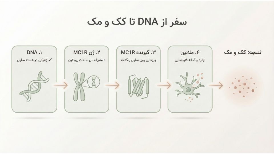 اینفوگرافیک چهار مرحلهای سفر ژنتیکی از DNA تا ظاهر کک و مک روی پوست شامل ژن، پروتئین و ملانین