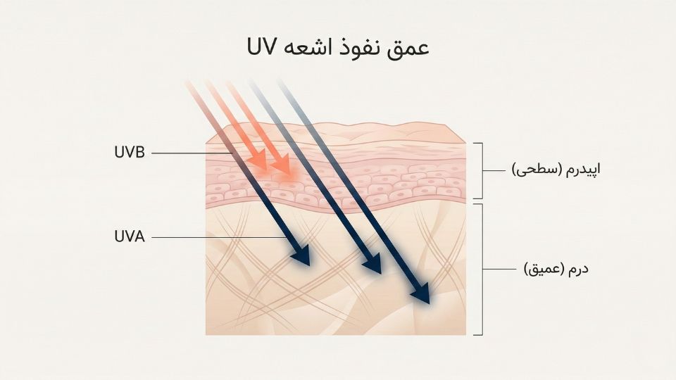 نمودار مقایسه عمق نفوذ اشعه UVA و UVB در لایههای اپیدرم و درم پوست
