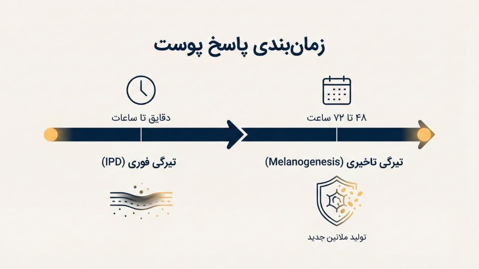 اینفوگرافیک زمانبندی پاسخ پوست به آفتاب: تیرگی فوری در مقابل تیرگی تاخیری و تولید ملانین