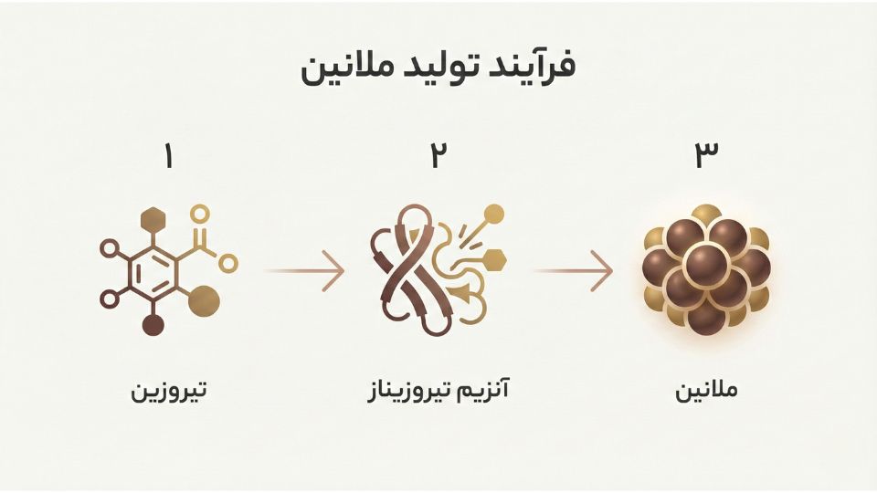 اینفوگرافیک سه مرحله‌ای تولید ملانین شامل تیروزین، آنزیم تیروزیناز و ملانین نهایی 