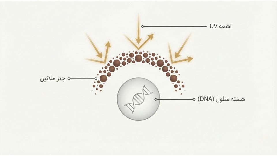 دیاگرام چتر ملانین که نشان می‌دهد چگونه رنگدانه‌ها از هسته سلول در برابر اشعه فرابنفش محافظت می‌کنند 