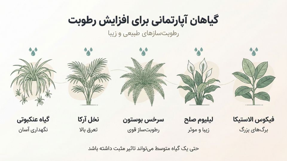 پنج گیاه آپارتمانی برای افزایش رطوبت طبیعی خانه: عنکبوتی، آرکا، سرخس، لیلیوم و فیکوس