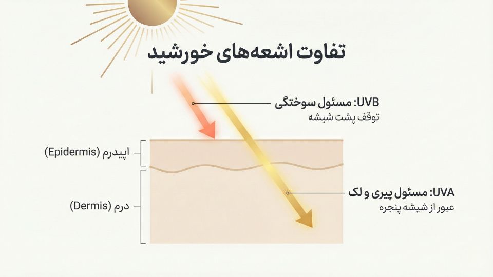 اینفوگرافیک تفاوت اشعه UVA و UVB و نفوذ آن‌ها در لایه‌های پوست

