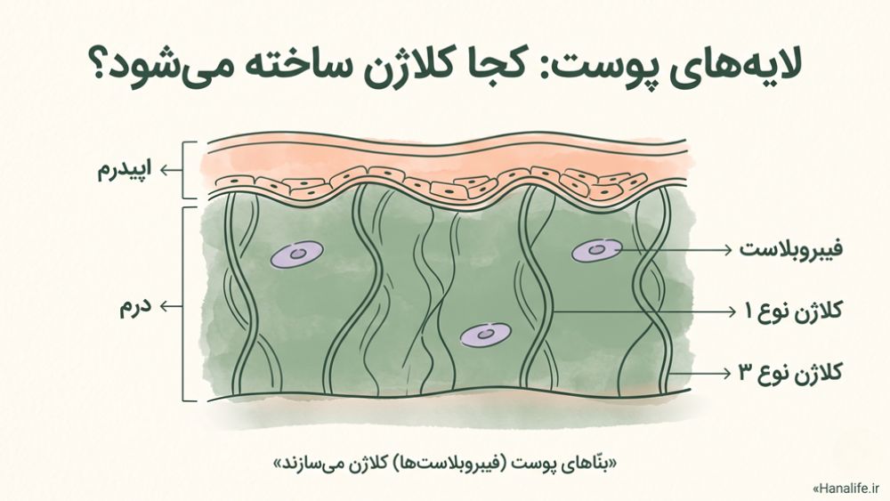 دیاگرام آموزشی لایه‌های پوست — اپیدرم، درم، فیبروبلاست و کلاژن نوع یک و سه — مرتبط با PDRN کلاژن