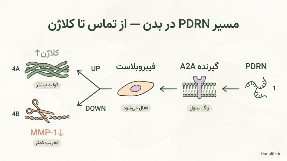 اینفوگرافیک فرآیند PDRN کلاژن: از فعال‌سازی گیرنده A2A تا تحریک فیبروبلاست و افزایش کلاژن و کاهش MMP-1