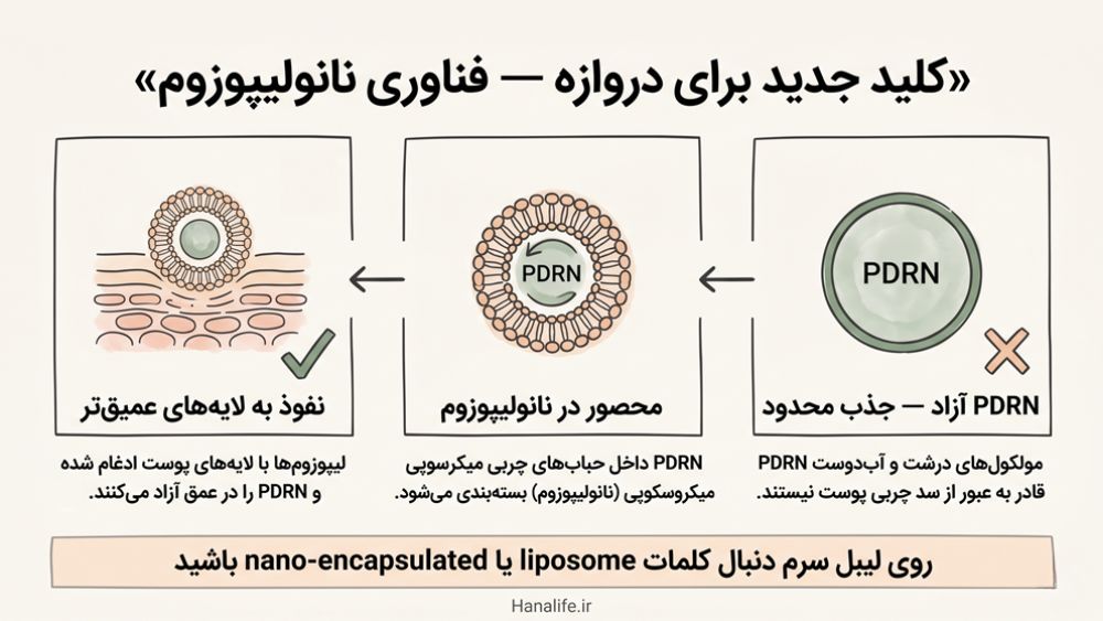 اینفوگرافیک فرایند نانولیپوزوم برای بهبود جذب پوستی PDRN — از مولکول آزاد تا نفوذ به لایه‌های عمیق پوست
