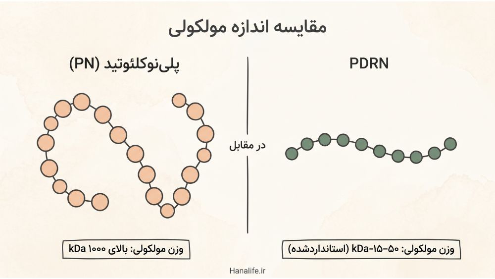 اینفوگرافیک مقایسه اندازه مولکولی PDRN و پلینوکلئوتید با تصویرسازی زنجیرههای مولکولی در سبک مینیمالیست