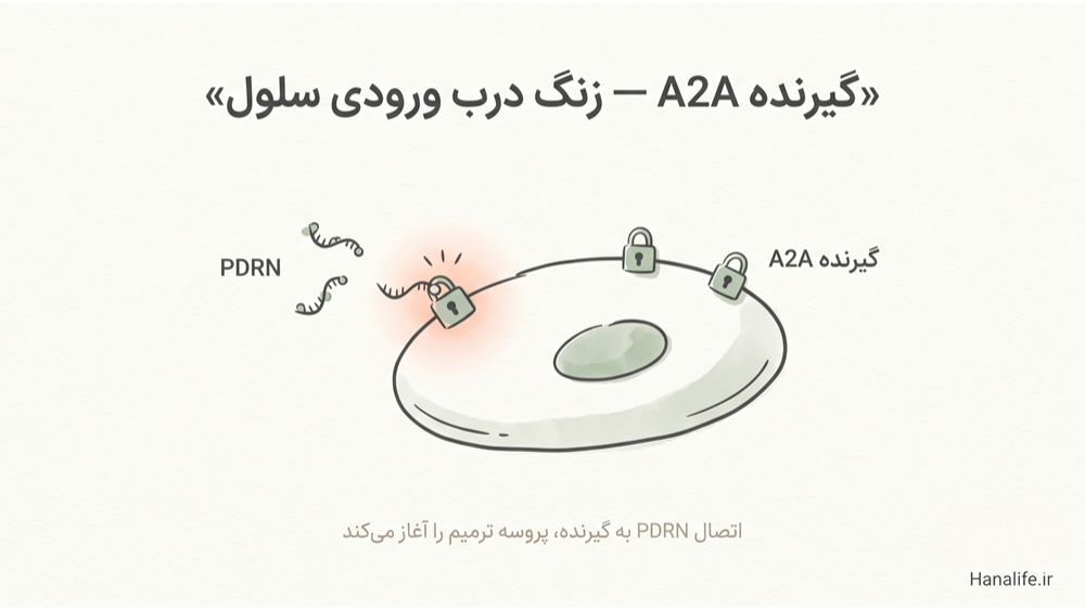 دیاگرام آموزشی مکانیزم PDRN — اتصال مولکول PDRN به گیرنده آدنوزین A2A روی سطح سلول پوست