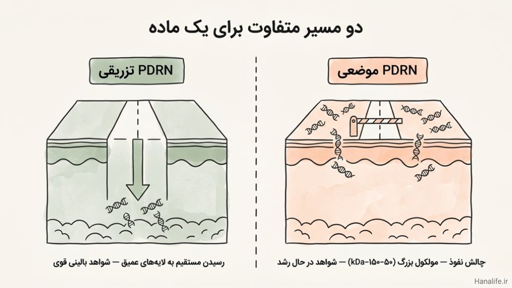 مقایسه تصویری PDRN تزریقی در برابر PDRN موضعی — تفاوت در عمق نفوذ و مکانیزم سلولی