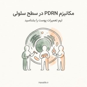 تصویر مفهومی مکانیزم PDRN در پوست — سه شخصیت مینیمالیستی نمادین تیم تعمیرات در کنار سلول پوستی
