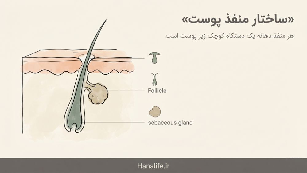 دیاگرام مینیمالیست آناتومی منفذ پوست و واحد پیلوسباسه — آناتومی منافذ پوست