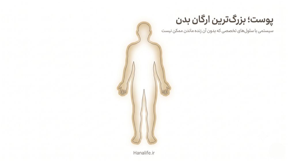 ایلوستریشن بدن انسان با لایه پوستی برجسته‌شده — ساختار پوست به عنوان ارگان