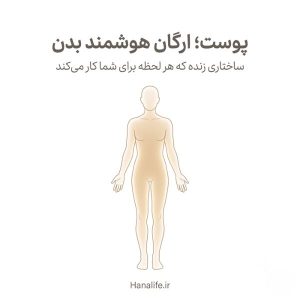 تصویر سیلوئت بدن انسان با لایه پوستی درخشان — فیزیولوژی پوست — هانالایف