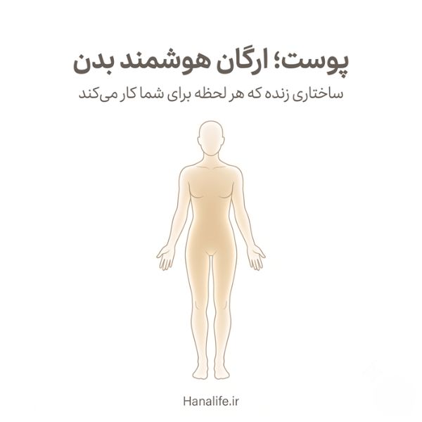 تصویر سیلوئت بدن انسان با لایه پوستی درخشان — فیزیولوژی پوست — هانالایف