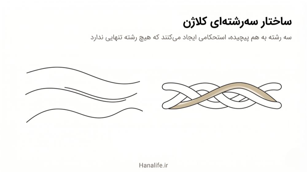 دیاگرام ساختار Triple Helix کلاژن — سه رشته پلیپپتیدی به هم پیچیده — پروتئین کلاژن