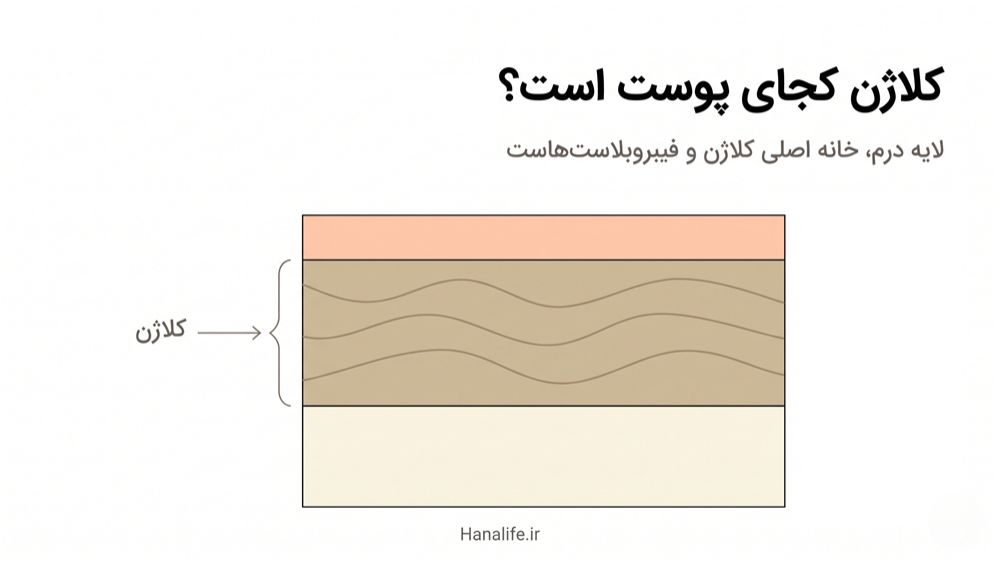 دیاگرام لایههای پوست — محل قرارگیری کلاژن در لایه درم — کلاژن پوست