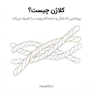 تصویر اینفوگرافیک ساختار کلاژن پوست با طرح نقشه ساختمان — کلاژن چیست — هانالایف