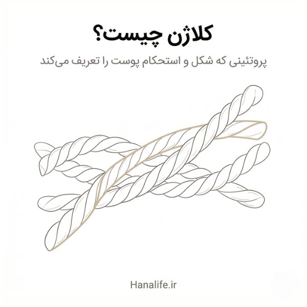 تصویر اینفوگرافیک ساختار کلاژن پوست با طرح نقشه ساختمان — کلاژن چیست — هانالایف