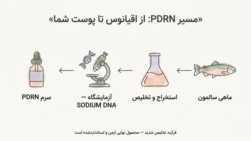 اینفوگرافیک مسیر PDRN از ماهی سالمون تا استخراج در آزمایشگاه و تبدیل به سرم پوستی