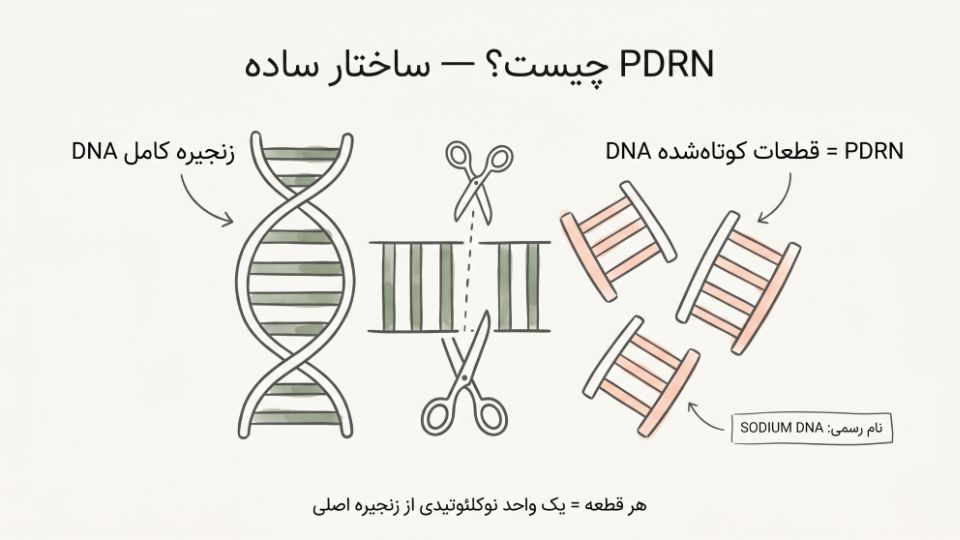 دیاگرام ساده PDRN چیست — نردبان DNA به قطعات کوچک‌تر به نام PDRN تقسیم می‌شود، نام رسمی SODIUM DNA