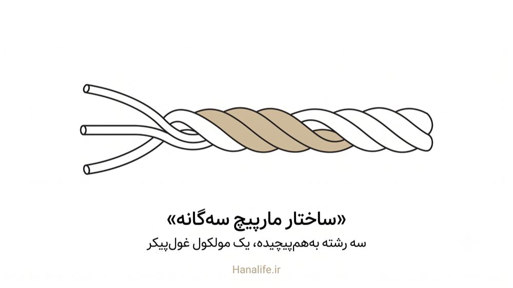 ساختار مارپیچ سه‌گانه مولکول کلاژن پوست — کلاژن پوست — هانالایف