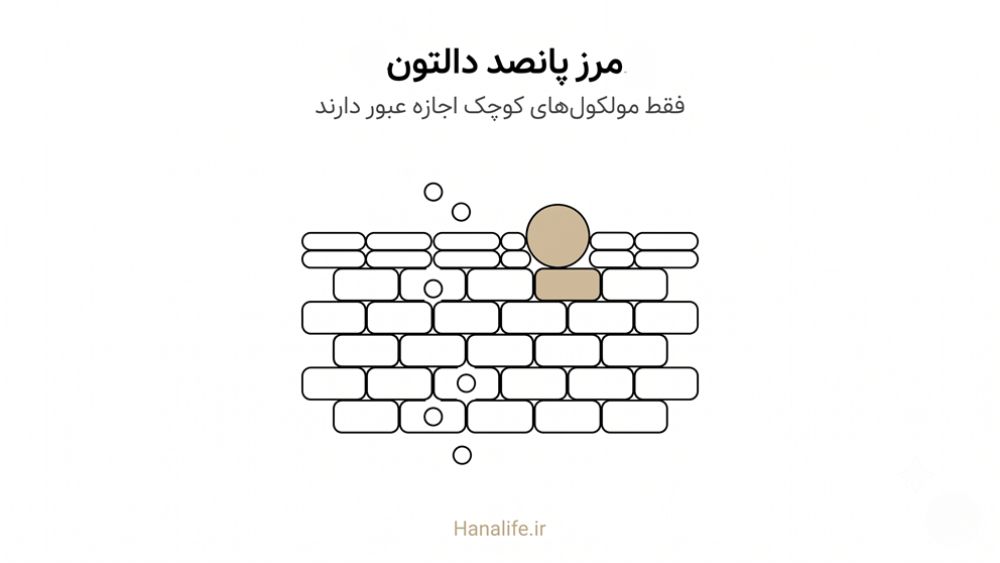 مقطع لایه شاخی پوست و عبور مولکول‌های کوچک از قانون ۵۰۰ دالتون — هانالایف