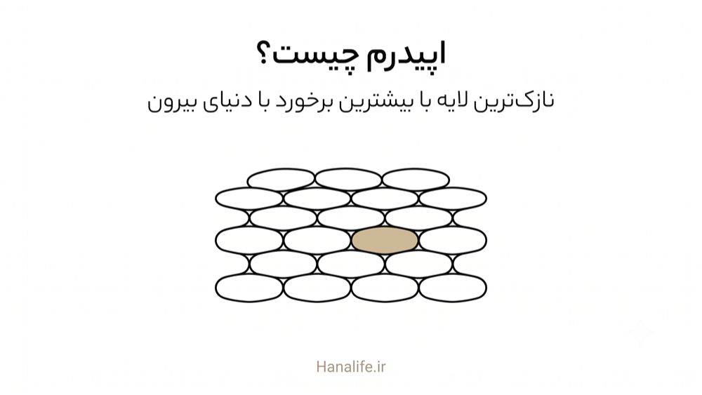سلول‌های کراتینوسیت در لایه شاخی اپیدرم — اپیدرم چیست — هانالایف