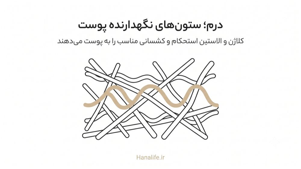 الیاف کلاژن و الاستین در لایه درم پوست — درم پوست — هانالایف