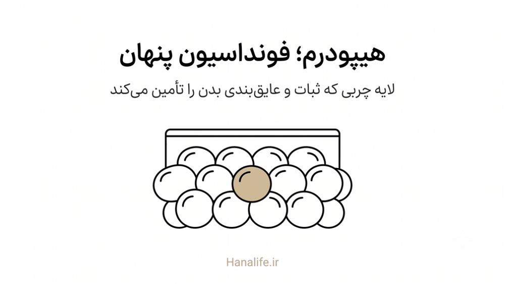 سلول‌های چربی آدیپوسیت در لایه هیپودرم — هیپودرم — هانالایف
