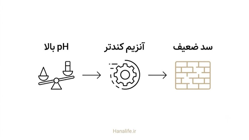 زنجیره تأثیر pH بالا بر سد دفاعی پوست — سد دفاعی پوست — هانالایف