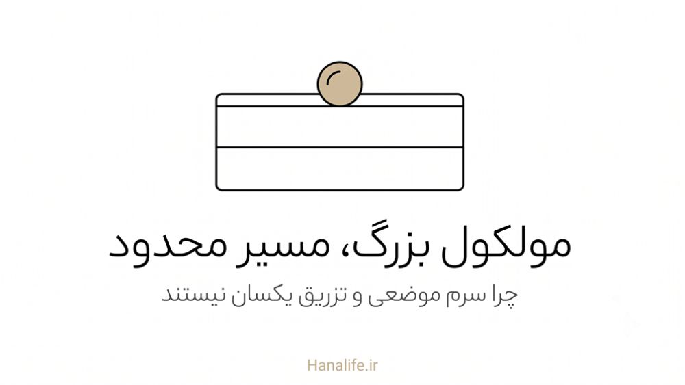 مقطع لایه‌های پوست با مولکول PDRN روی سطح — جذب پوستی PDRN — هانالایف