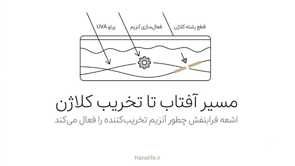 آفتاب و کاهش کلاژن پوست؛ مسیر فعالسازی آنزیم تخریبکننده در لایه درم