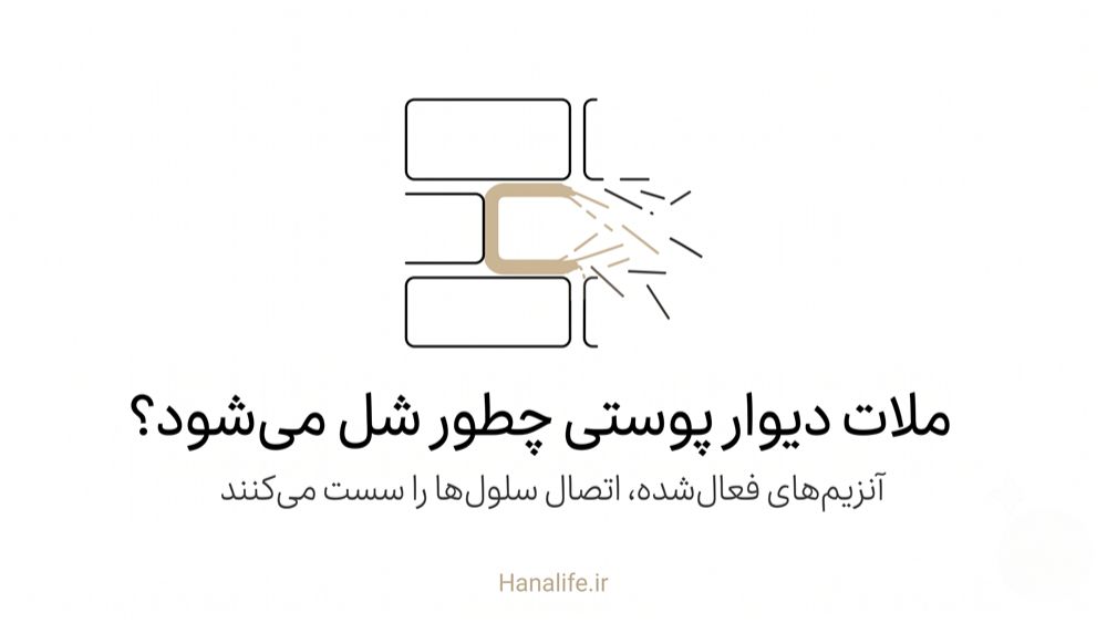 ملات بین آجرهای پوست در حال شل‌شدن به دلیل فعالیت آنزیمی — فیلاگرین و سد پوستی — هانالایف
