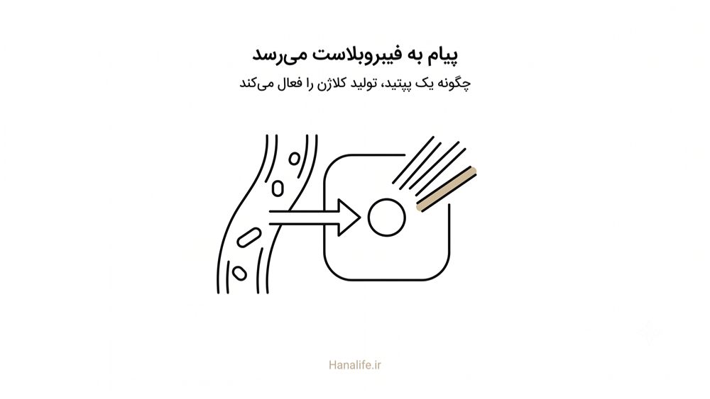  فعال‌سازی فیبروبلاست و تولید کلاژن پوست پس از سیگنالینگ TGF-β