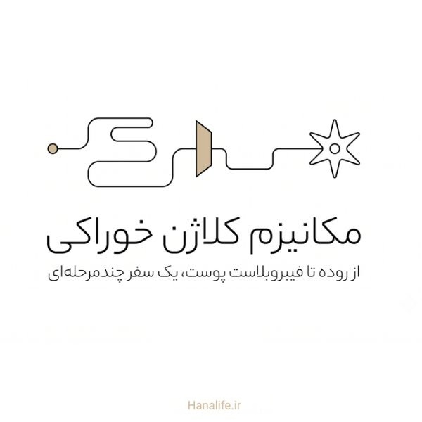 مسیر مکانیزم کلاژن خوراکی از روده تا فیبروبلاست پوست در یک تصویرسازی خطی