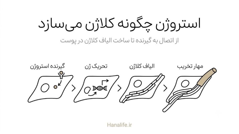 سلول فیبروبلاست در حال ساخت الیاف کلاژن پس از تحریک گیرنده استروژن — کلاژنسازی پوست — هانالایف